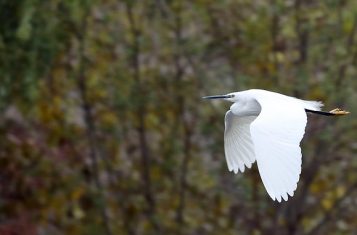 A Korean Heron spotted at the Mundok Migratory Bird Reserve