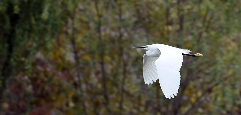 A Korean Heron, as can be spotted at the Mundok Migratory Bird Reserve