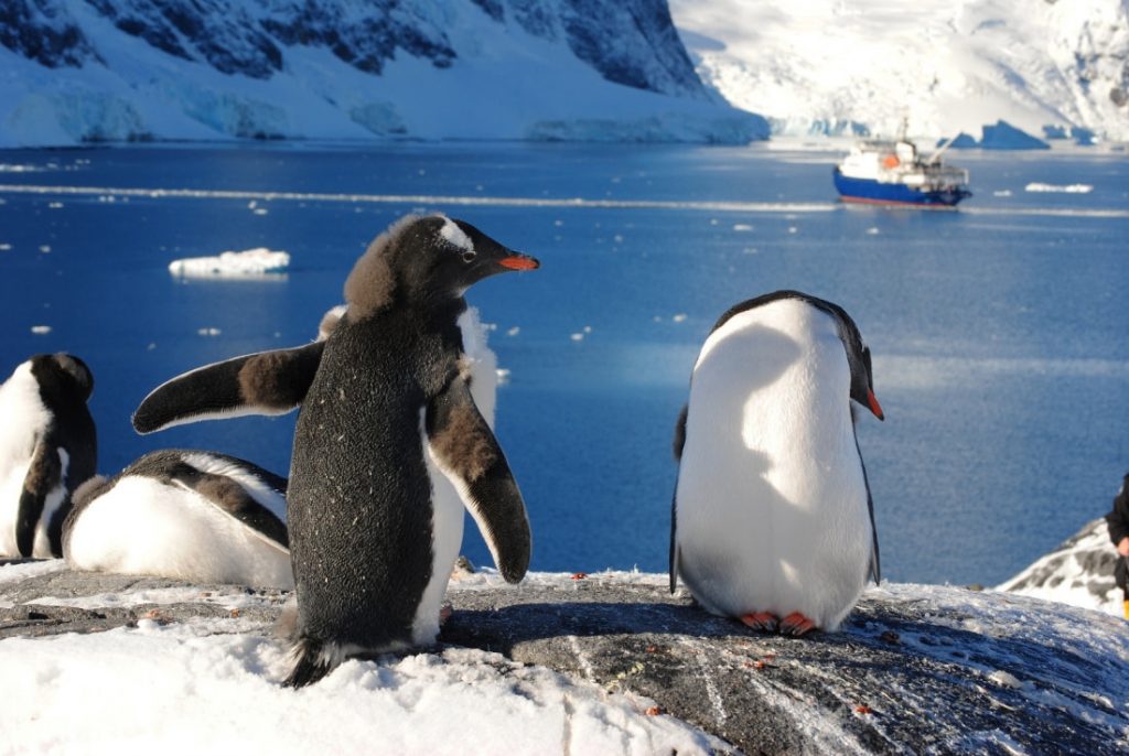 Antarctica open to tourism