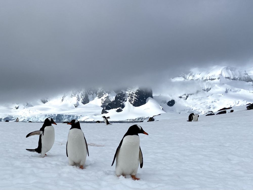 Antarctica tour penguins