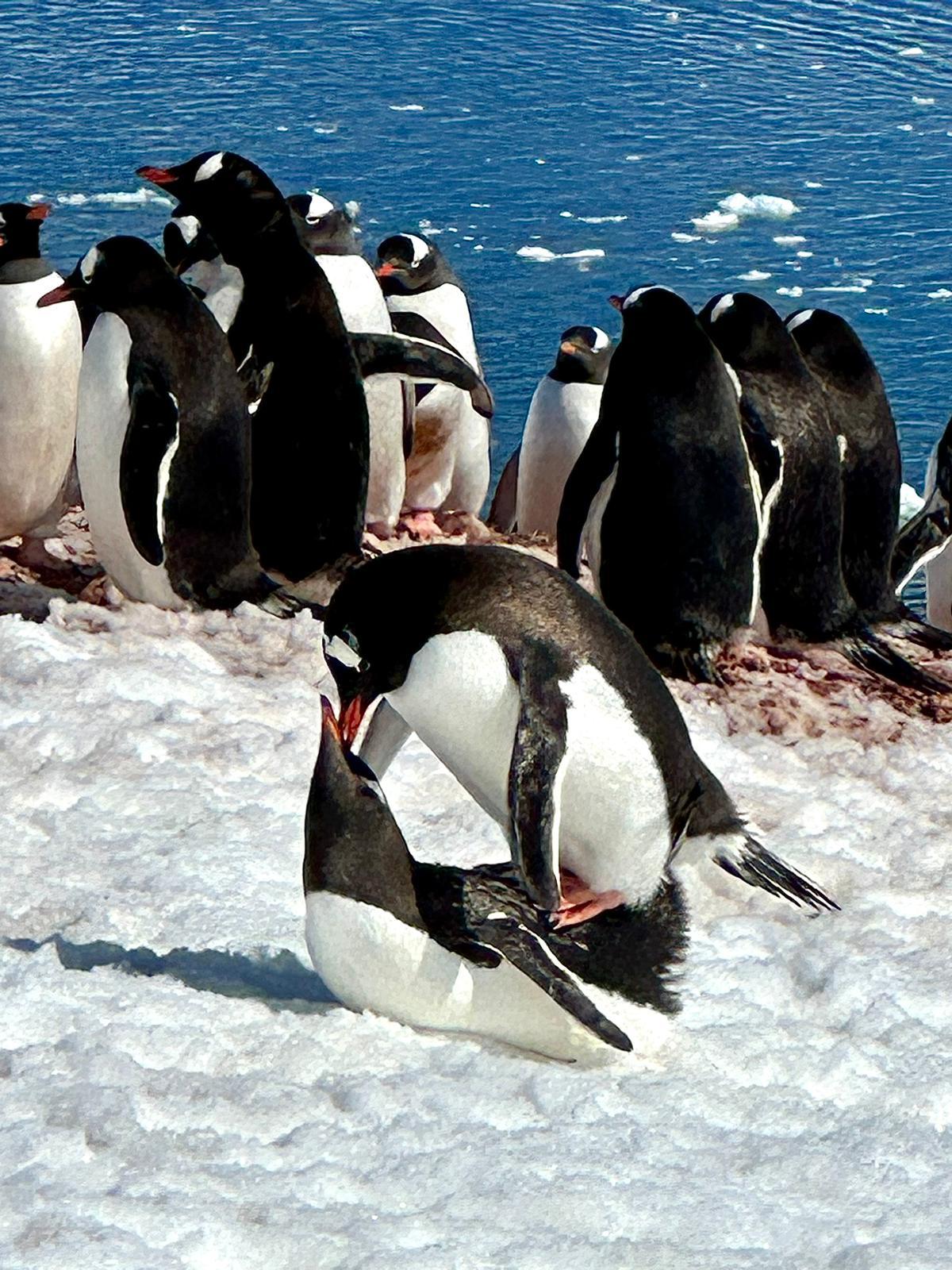 Antarctica tour penguins