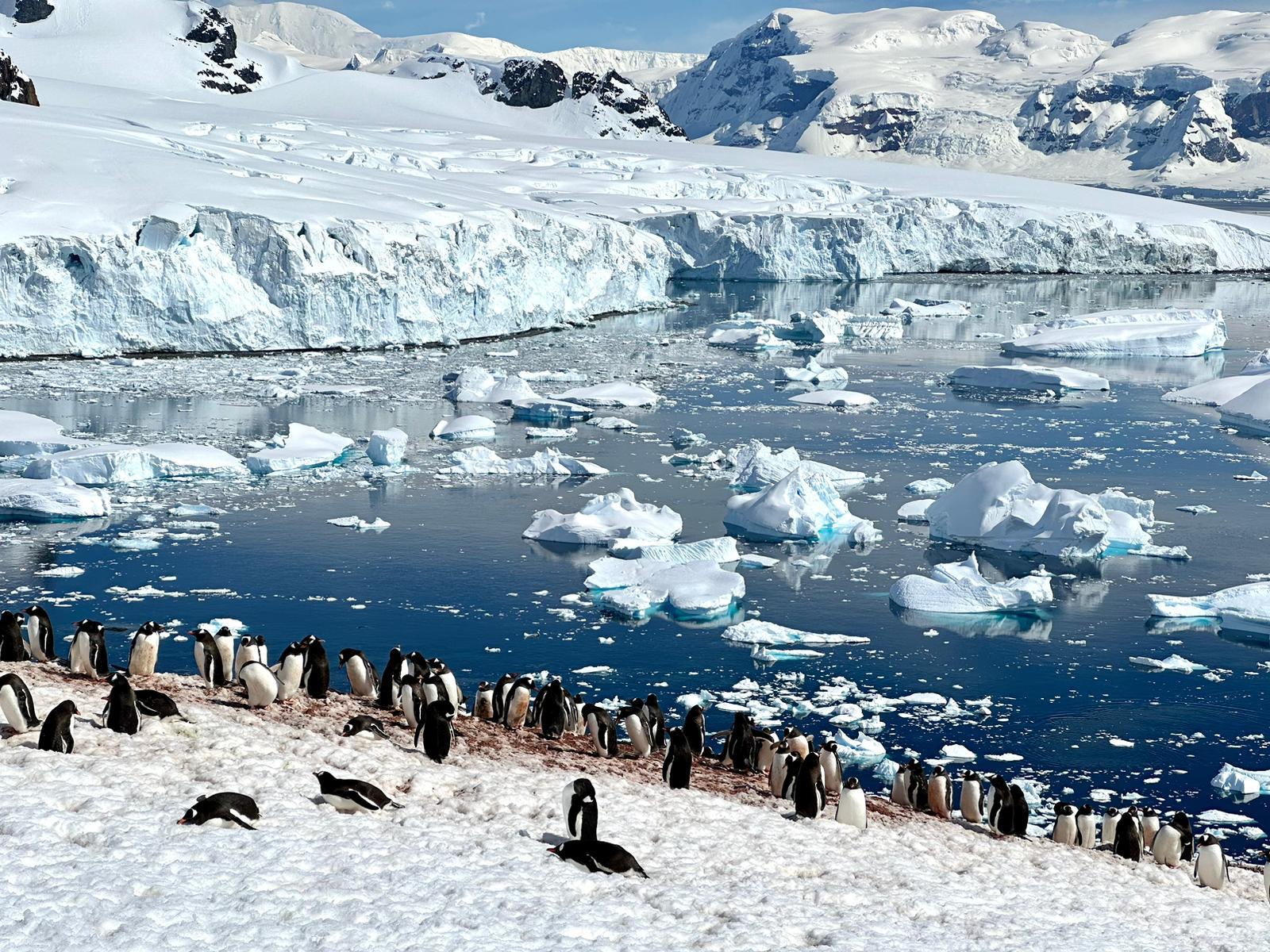 Antarctica tour penguins