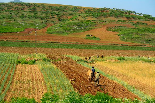 agriculture in north korea