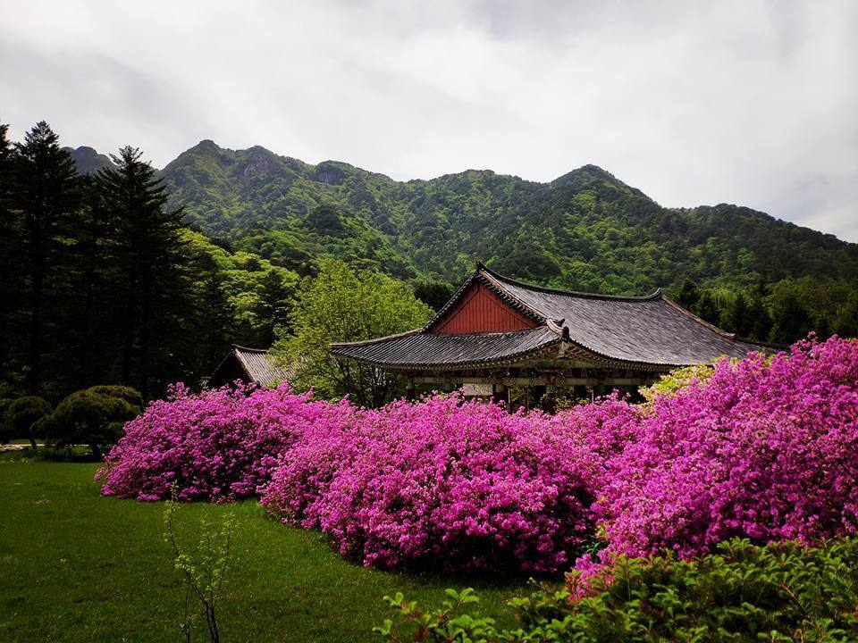 Buddhism in North Korea