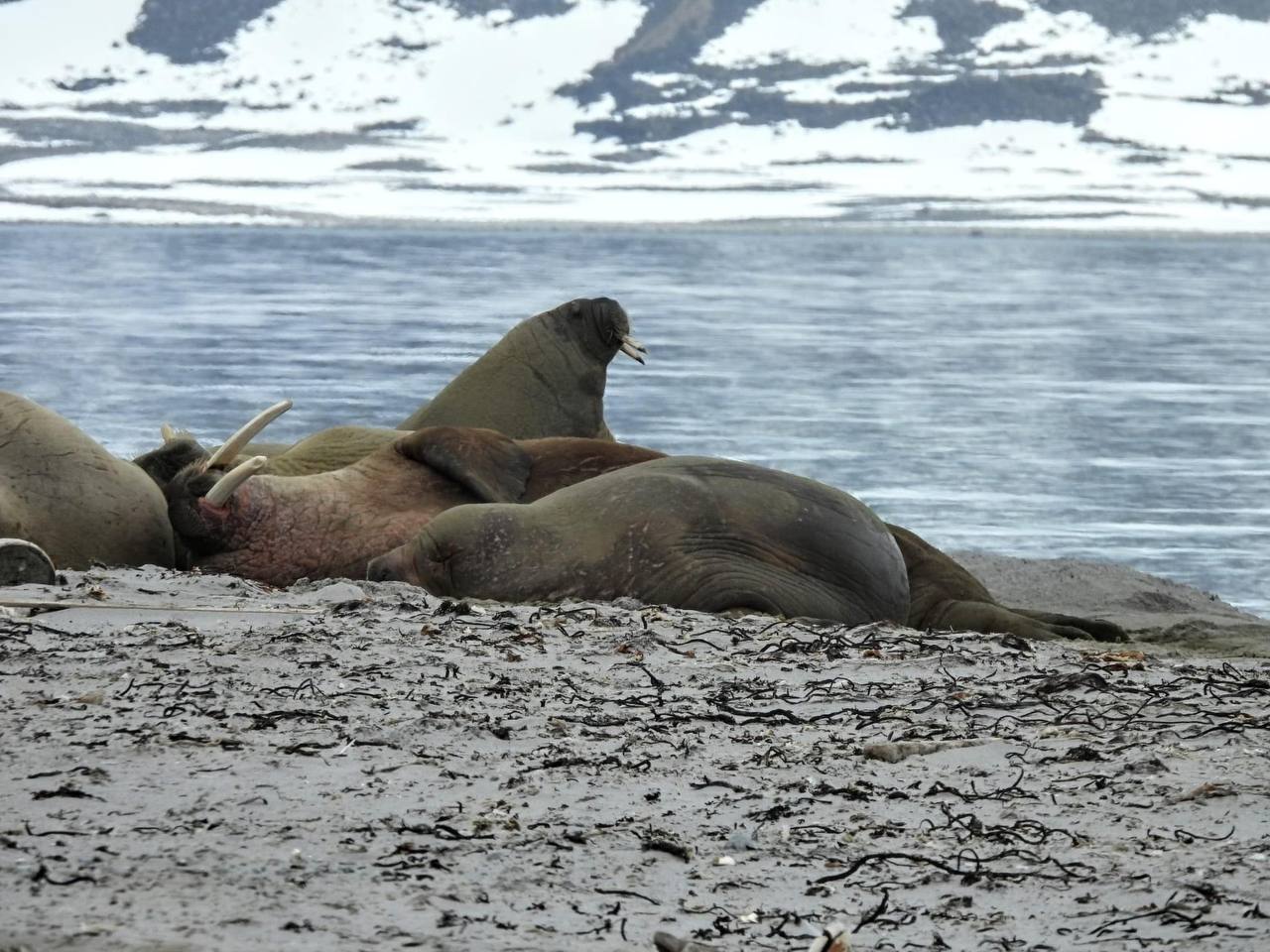 What animals can you see in Svalbard