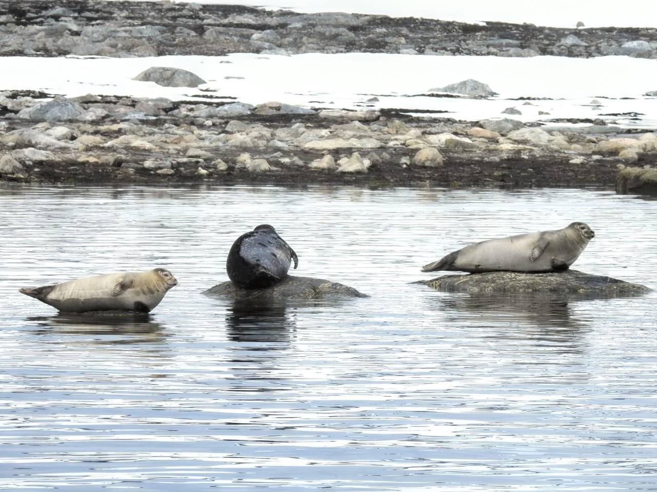 What animals can you see in Svalbard