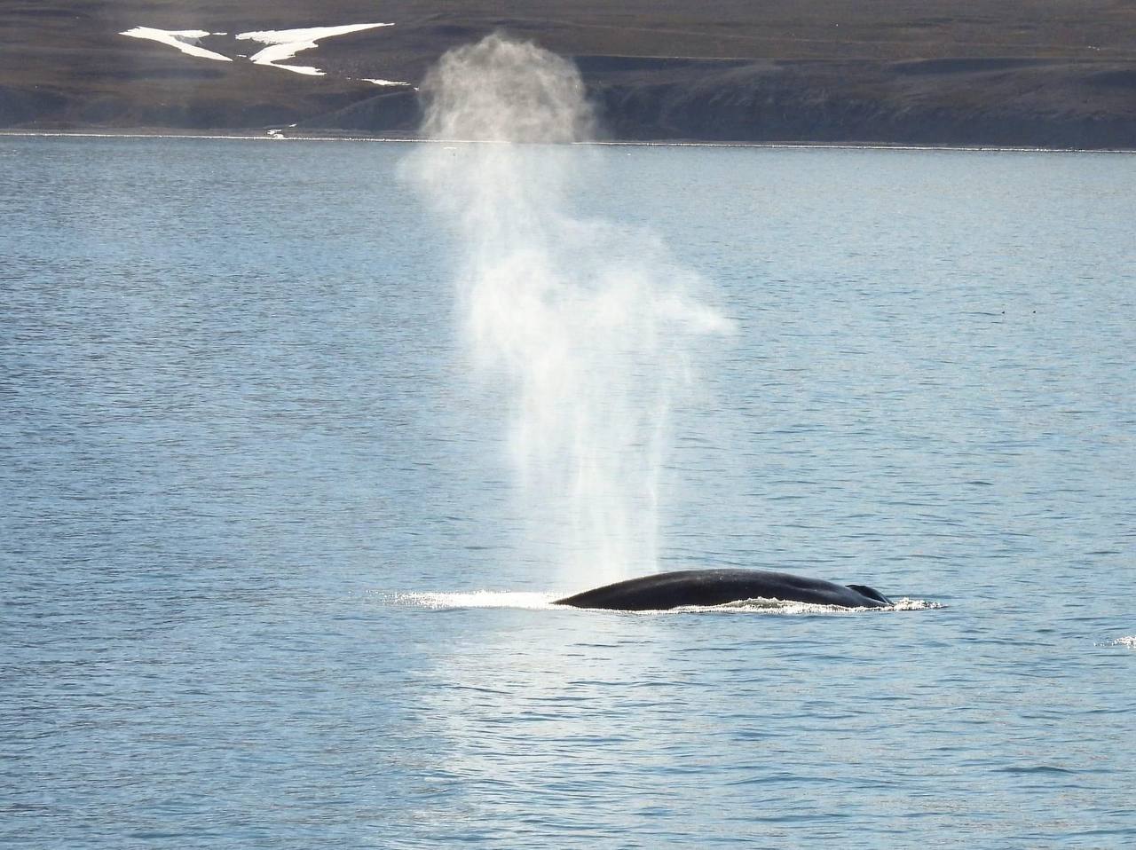 What animals can you see in Svalbard