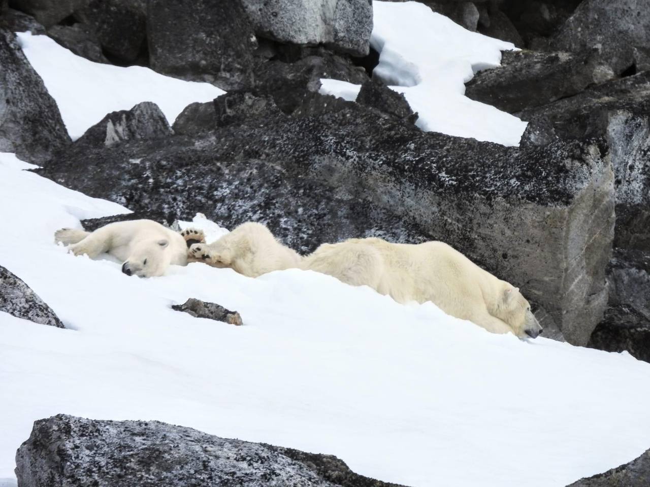 What animals can you see in Svalbard