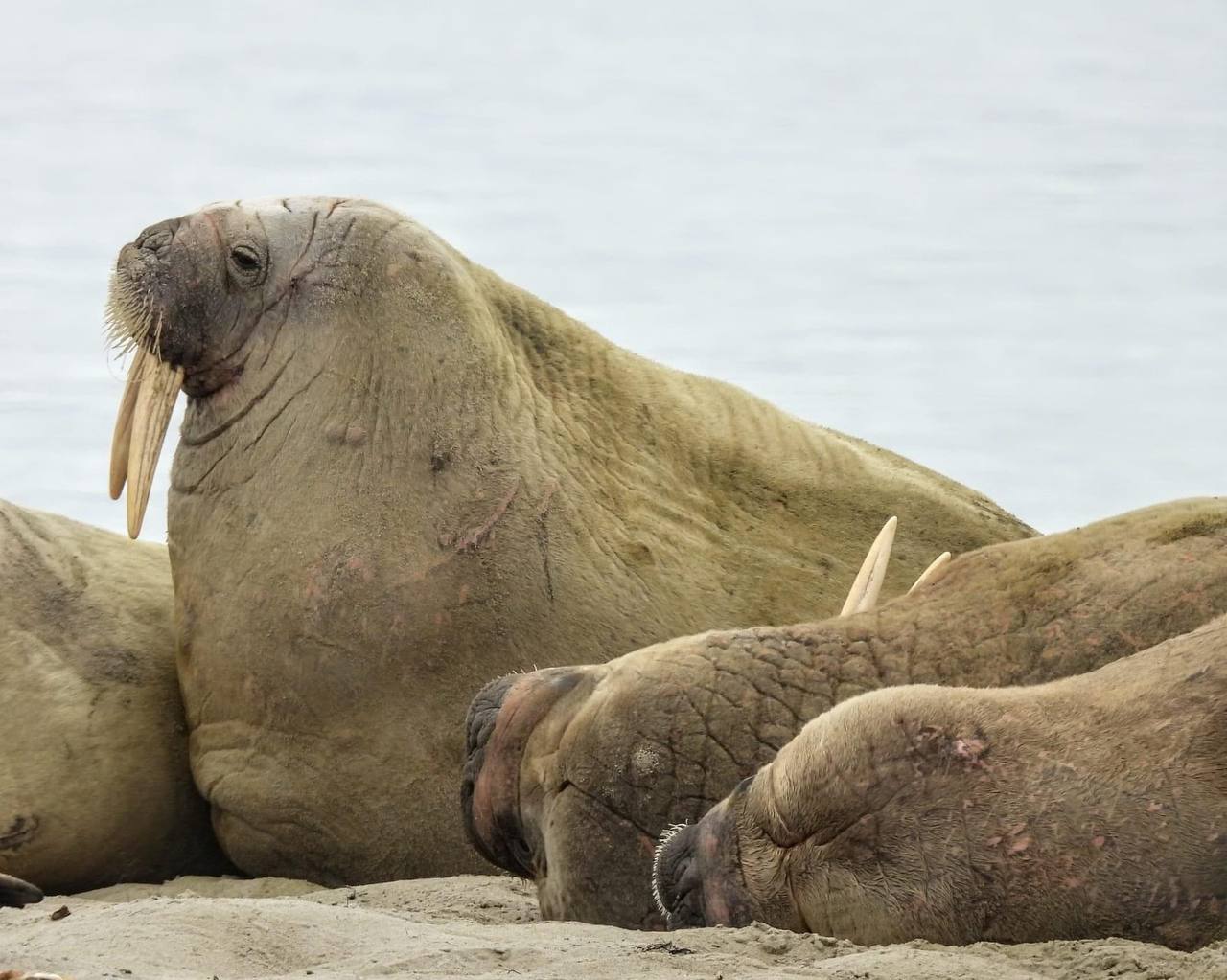 What animals can you see in Svalbard