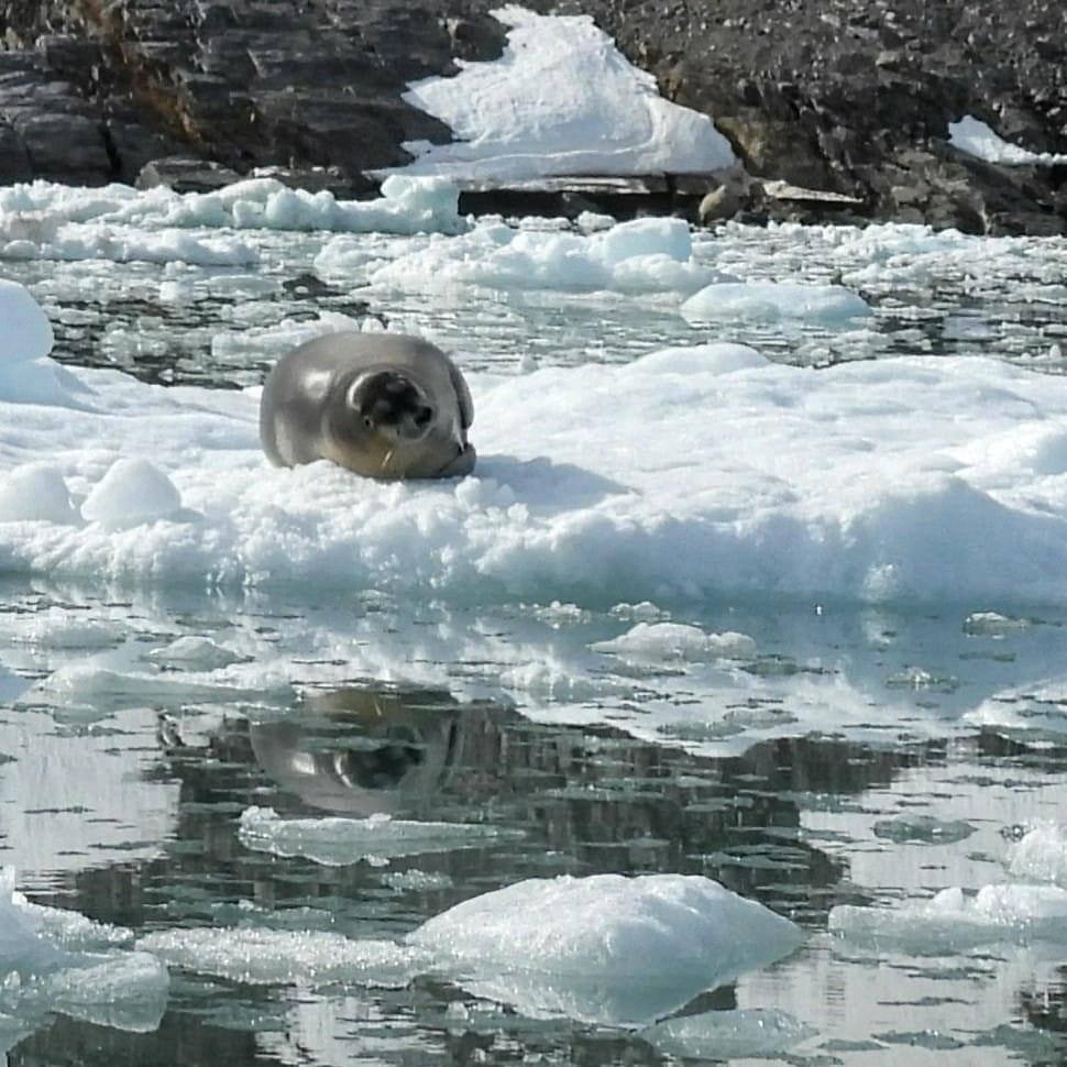 What animals can you see in Svalbard