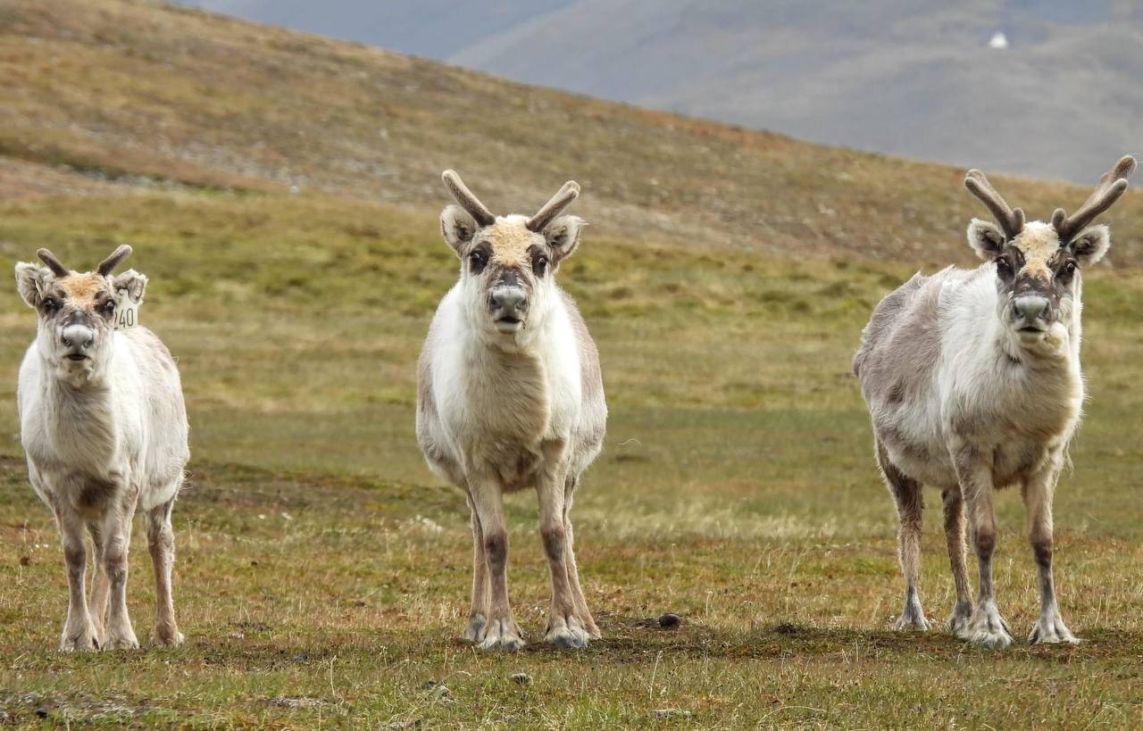 What animals can you see in Svalbard