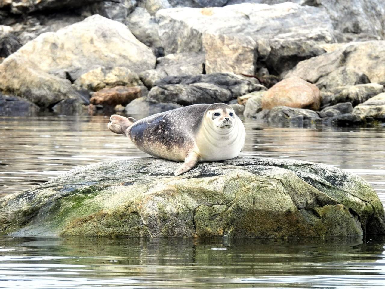 What animals can you see in Svalbard