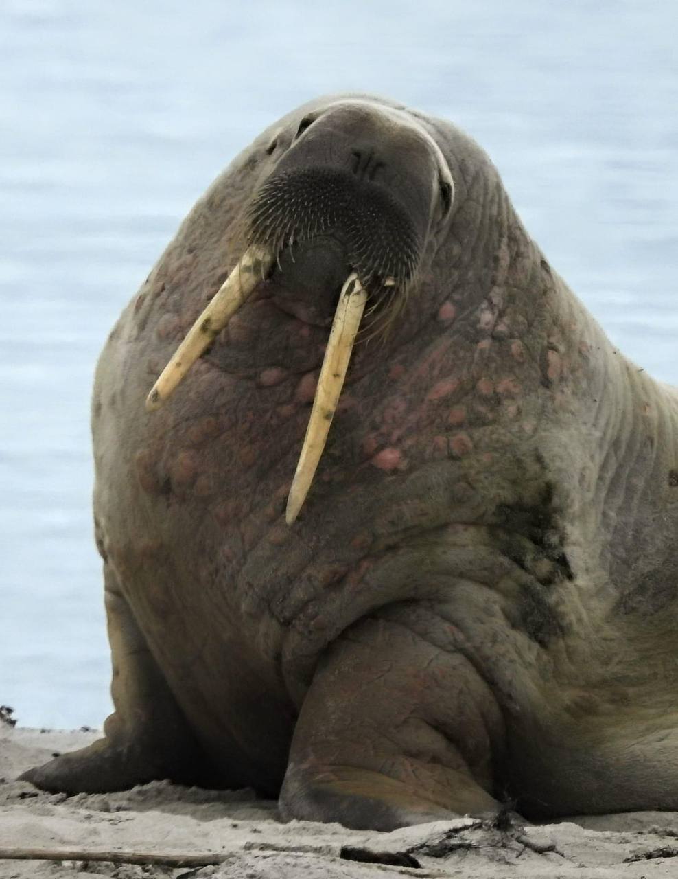 What animals can you see in Svalbard