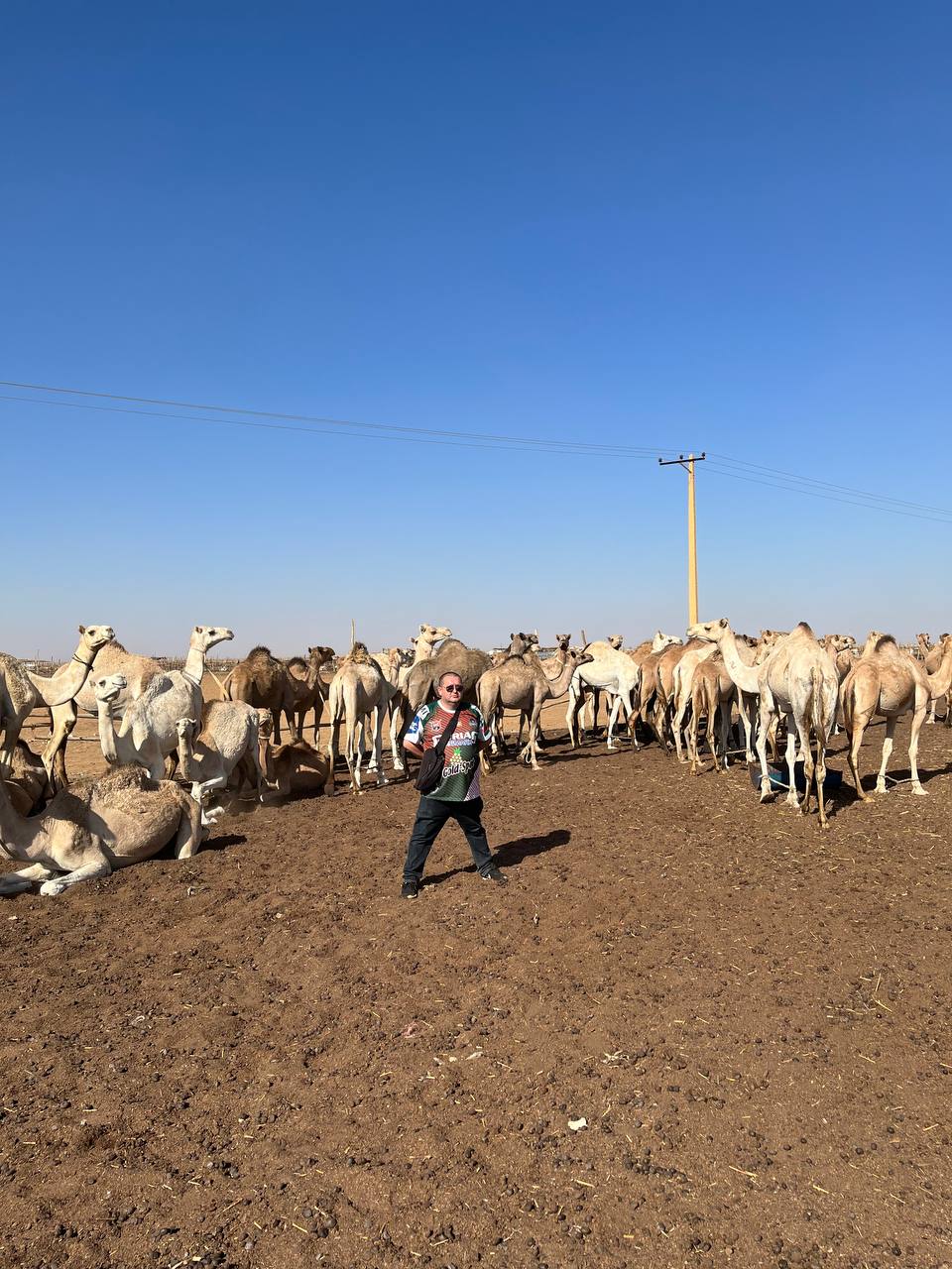 Camel Market