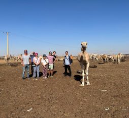 Camel Market