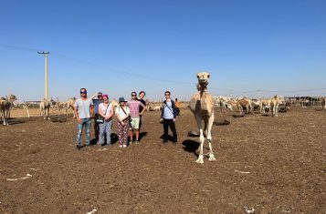 Camel Market