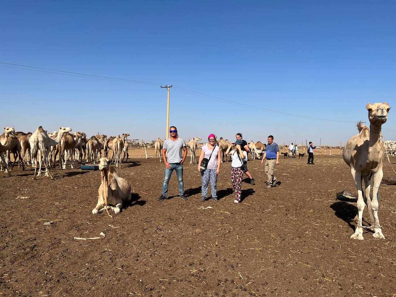 Camel Market