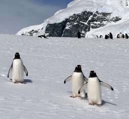 visiting Antarctica