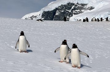 visiting Antarctica