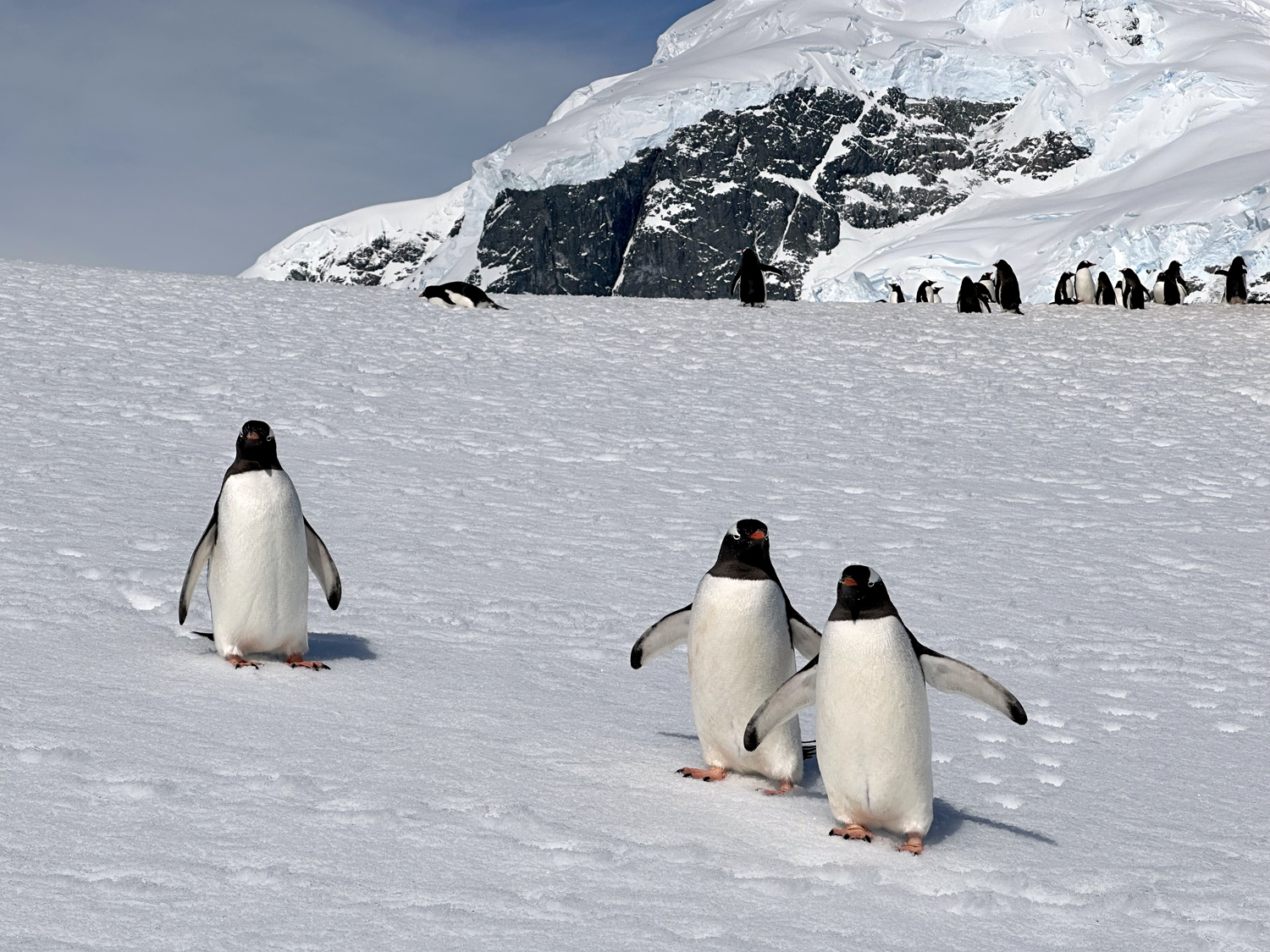 visiting Antarctica