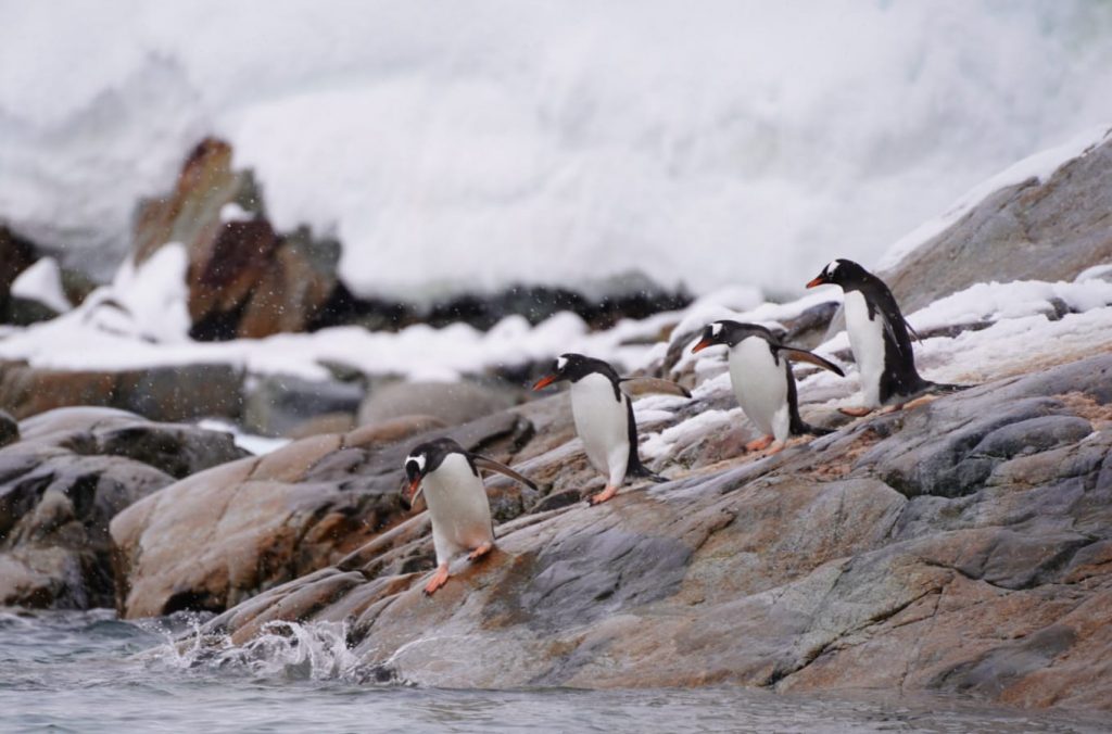 visiting Antarctica