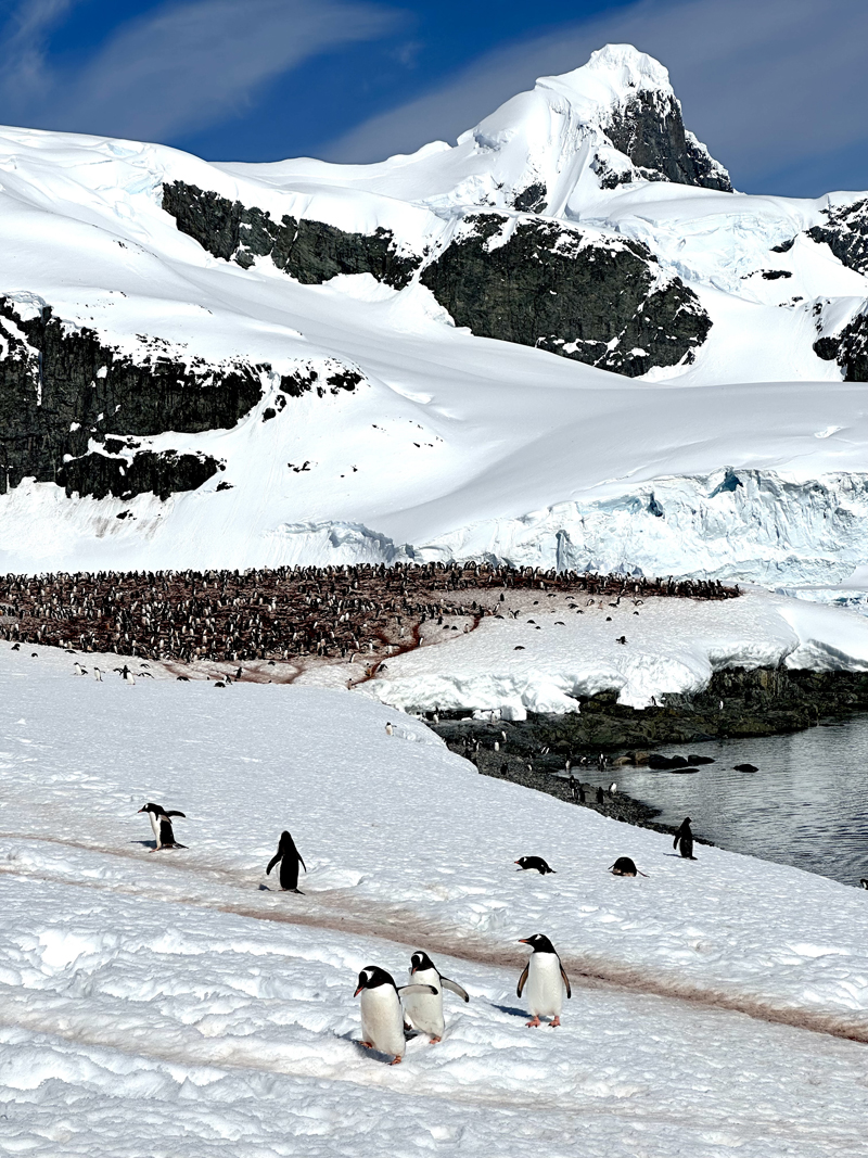 visiting Antarctica