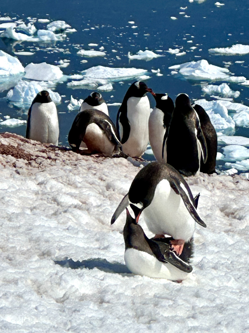 visiting Antarctica