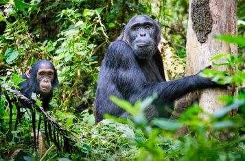 Uganda Tours and Travel