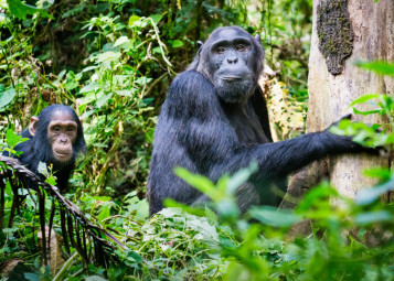 Uganda Tours and Travel