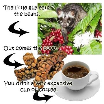 Kopi Luwak: Cat Shit Coffee