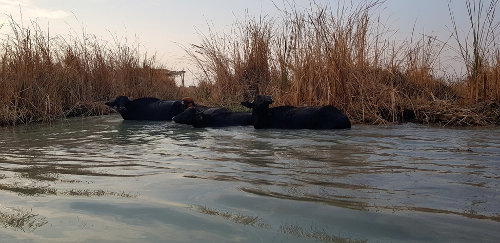 Mesopotamian Marshes