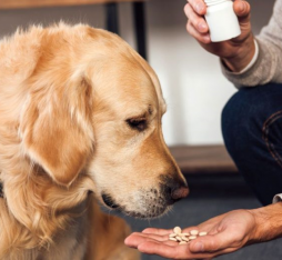 Doggie Medicine