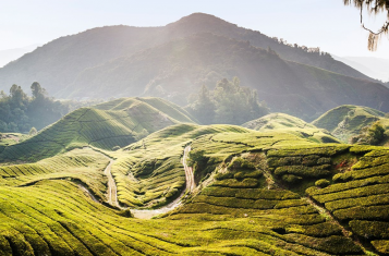 Cameron Highlands