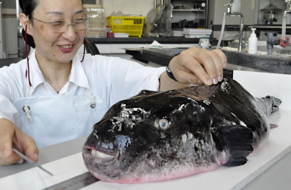 Fugu potentially Lethal Delicacy Young Pioneer Tours