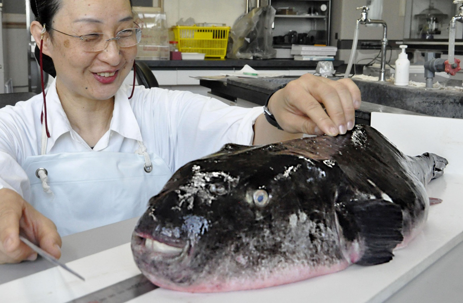 Fugu