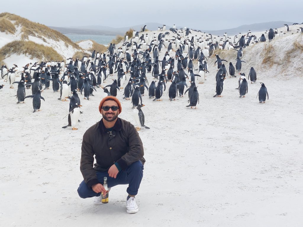 Falkland Island Falklands 
Penguins 
Yorke Bay 
Stanley 