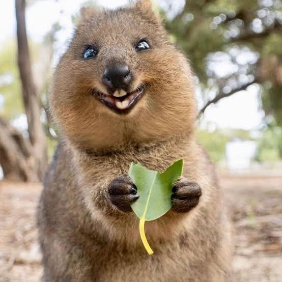 rottnest-island-world-s-happiest-animal-found-young-pioneer-tours