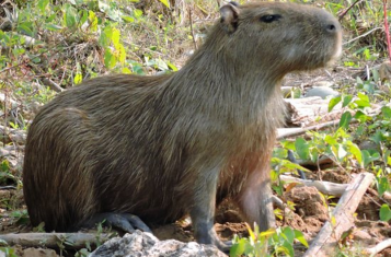 Capybara