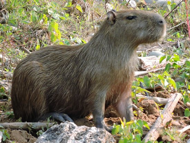 Capybara: world's Friendliest Animal — Young Pioneer Tours