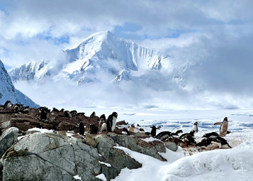 Antarctica cruises
