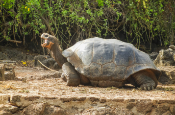 Galapagos Islands