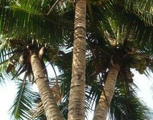 Three-Headed Coconut Tree