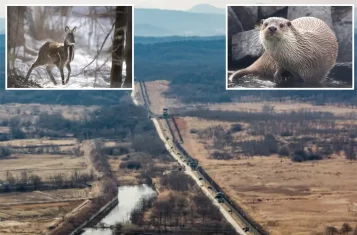 North Korean Wildlife