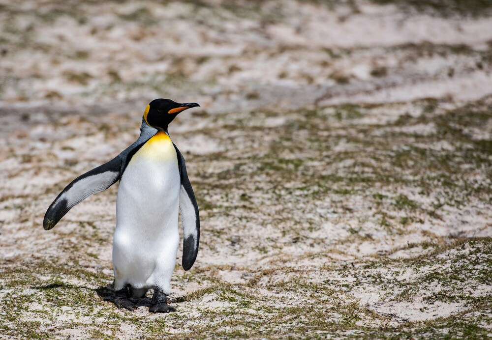 Falklands tours