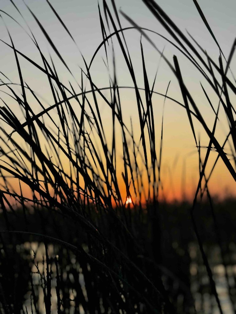 mesopotamian marshes
