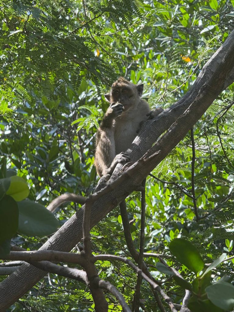 Baucau