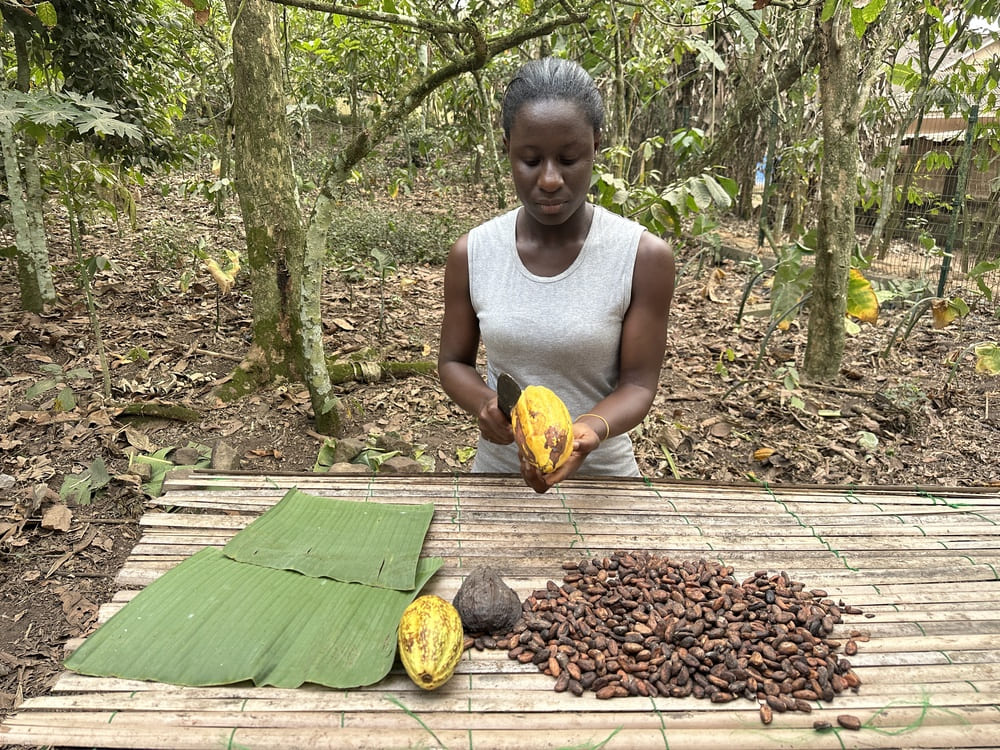 Ghana Cocoa