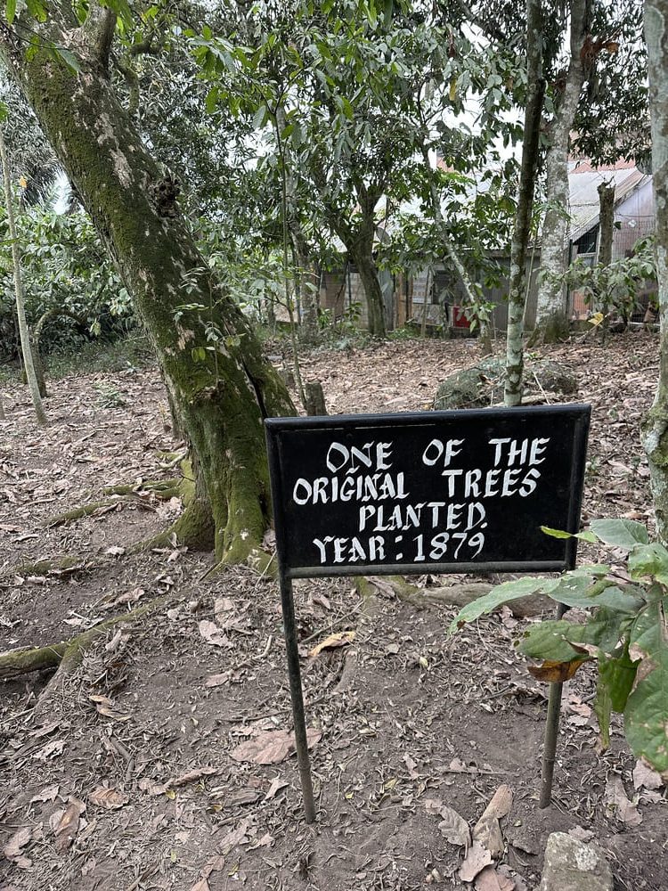 Ghana Cocoa