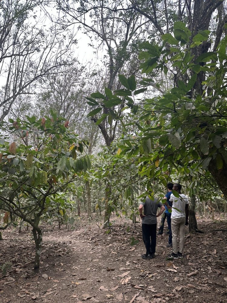 Ghana Cocoa