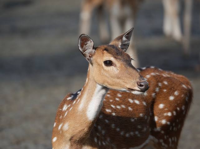 Sundarbans